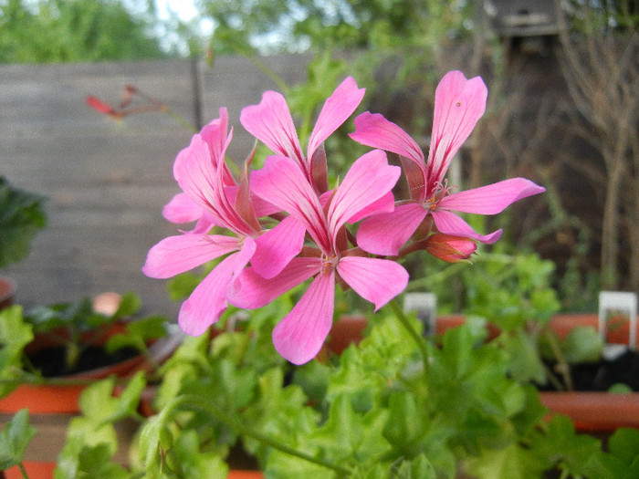 Mini Cascade Pink (2012, July 24) - Ivy-geranium Mini Cascade Pink