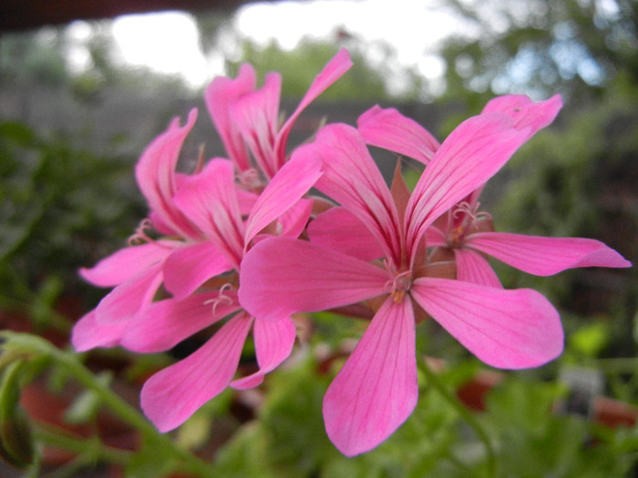 Mini Cascade Pink (2012, July 26) - Ivy-geranium Mini Cascade Pink