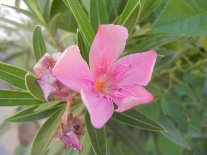 Pink Oleander (2012, July 21) - NERIUM Oleander