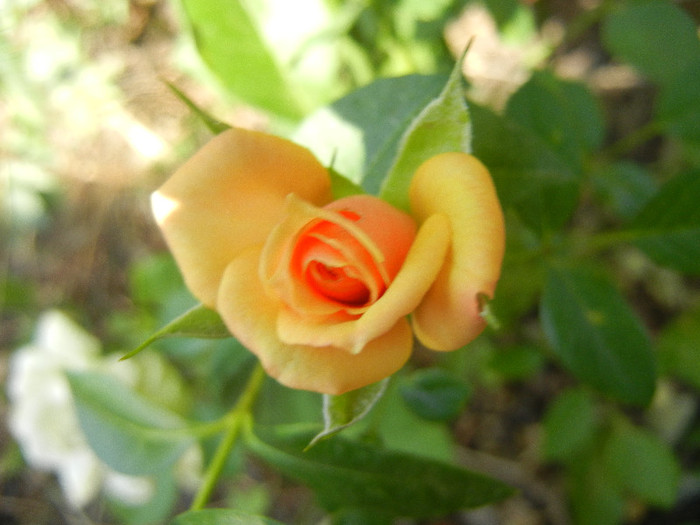 Orange Miniature Rose (2012, Jul.25)