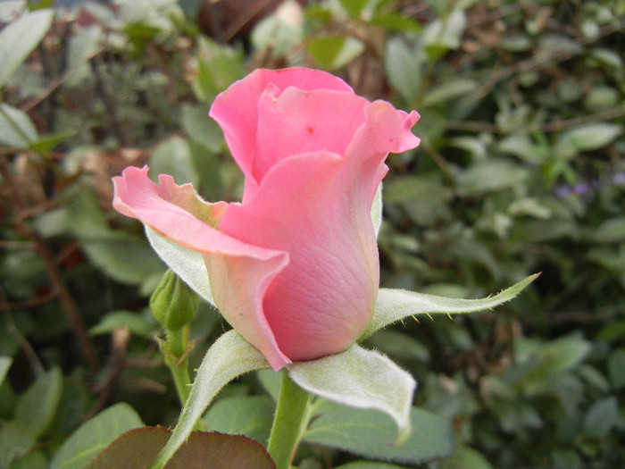 Rose Pink Peace (2012, July 28)