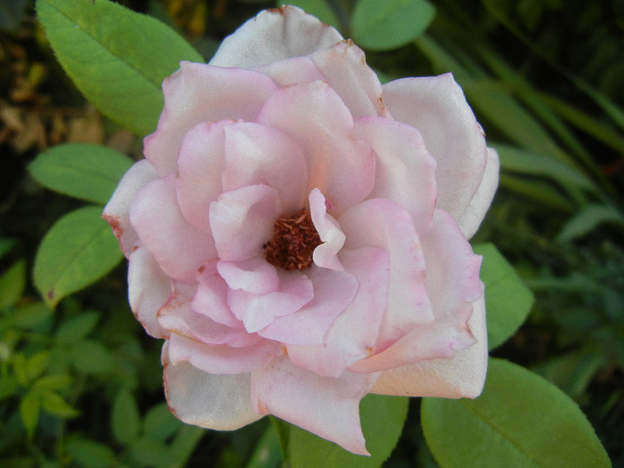 Rose Sissi (2012, July 21)
