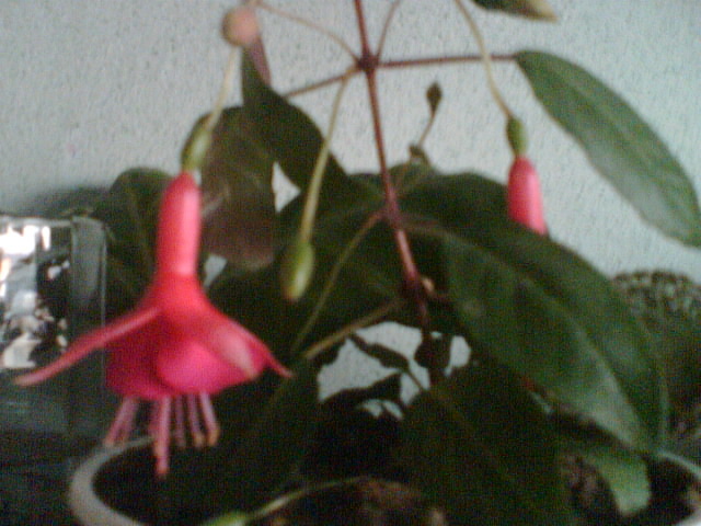 fuchsia rosu cu ciclam-decedata:( - iulie 2012-flori 1