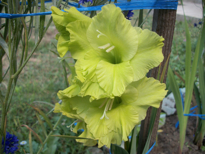 100_2146 - gladiole 2012