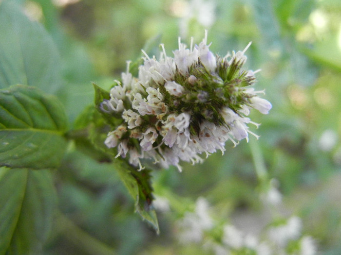 Chocolate Mint (2012, July 25)