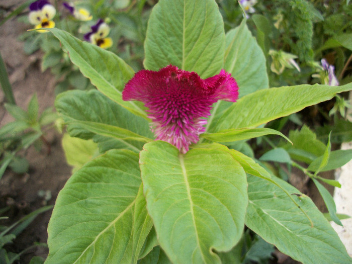 100_2151 - celosia 2012