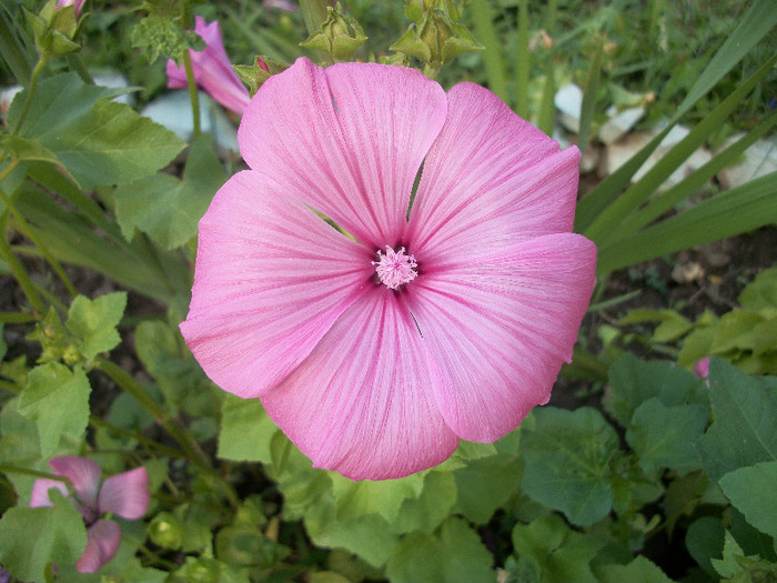 100_2148 - malope 2012