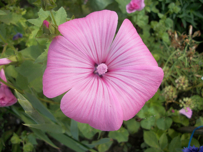 100_2167 - malope 2012