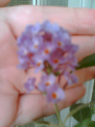 buddleia-"magnet" pt fluturi... - iulie 2012-flori 1
