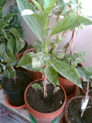 cestrum nocturnum