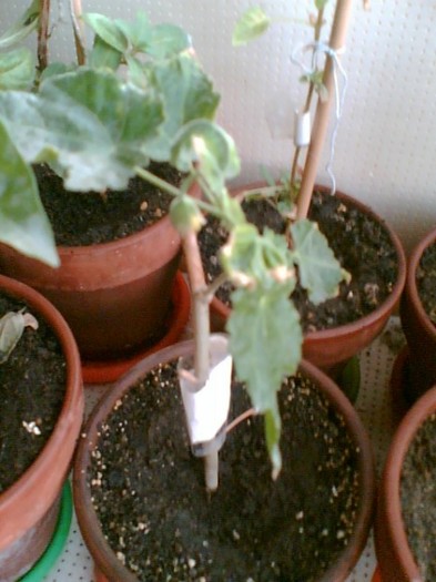 abutilon