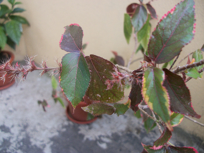 100_2189 - acalypha