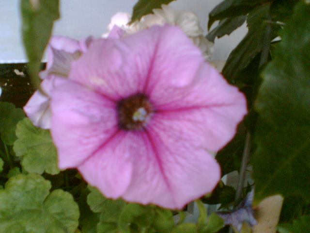 29 iulie 2012-flori 066