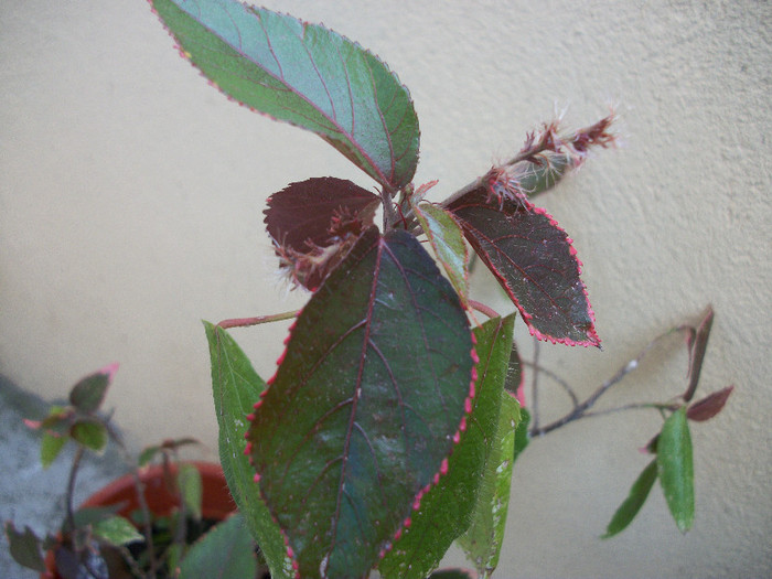 100_2190 - acalypha