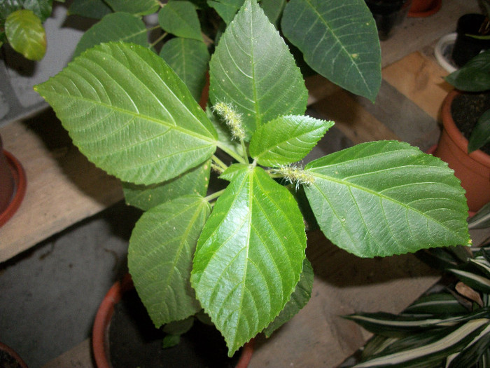 100_2208 - acalypha