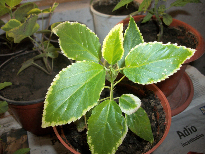 100_2209 - acalypha