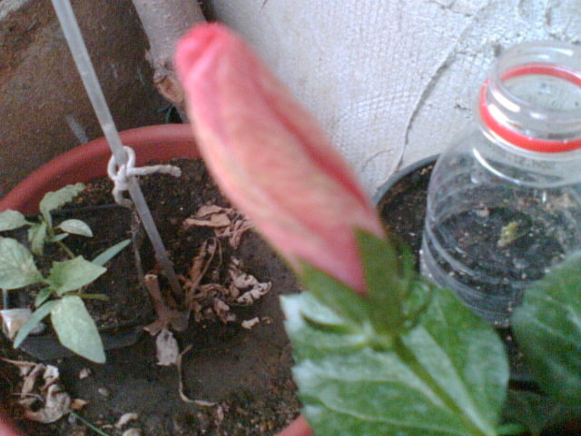 29 iulie 2012-flori 073