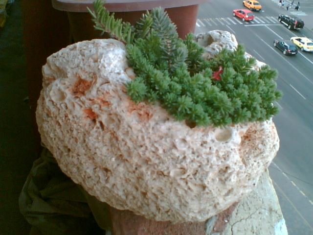 29 iulie 2012-flori 077