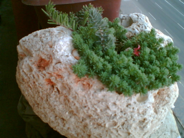 29 iulie 2012-flori 079