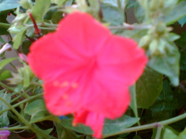 mirabilis jalapa-barba imparatului - iulie 2012-flori 1