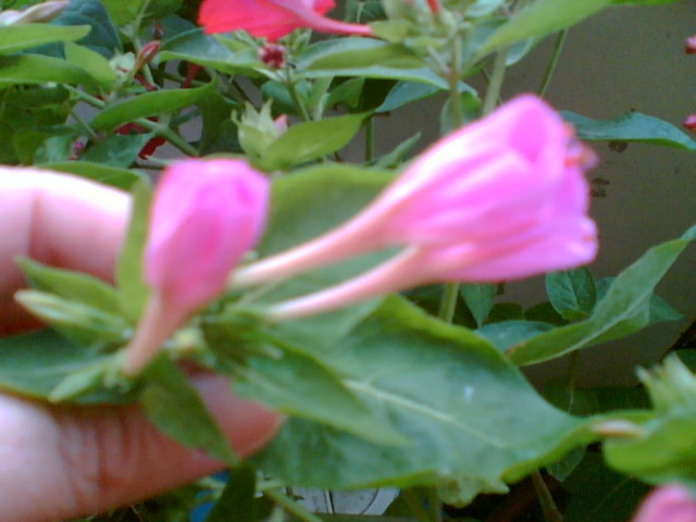 mirabilis jalapa-barba imparatului