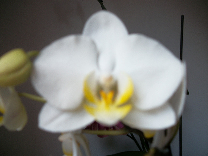 100_2222 - orhidee