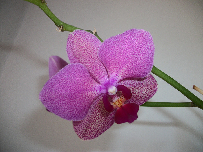 100_2224 - orhidee