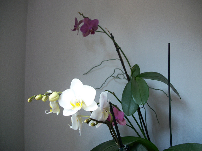100_2226 - orhidee