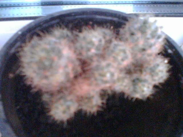 cactus ?