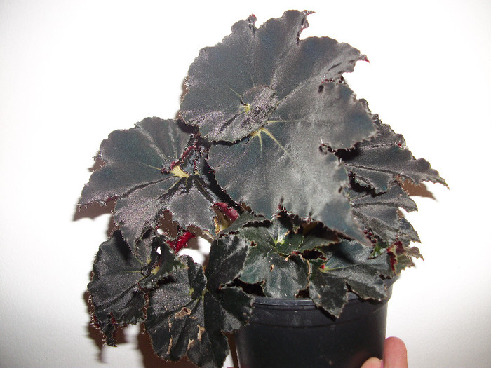 100_2216 - begonia neagra