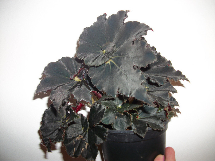 100_2217 - begonia neagra