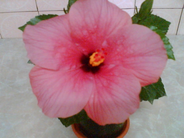 29 iulie 2012-flori 126