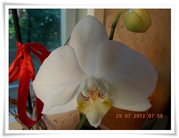 DSCN7476 - Orhidee 2012