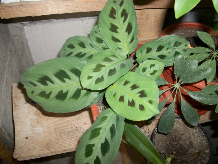 100_2206 - maranta