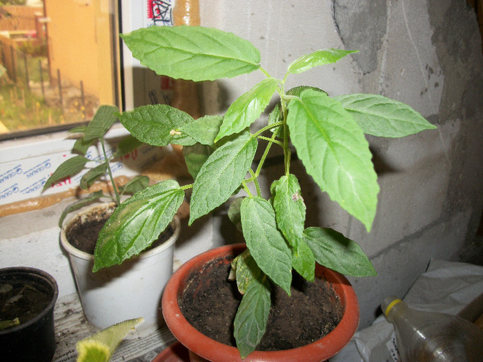 100_2213 - scutellaria costaricana