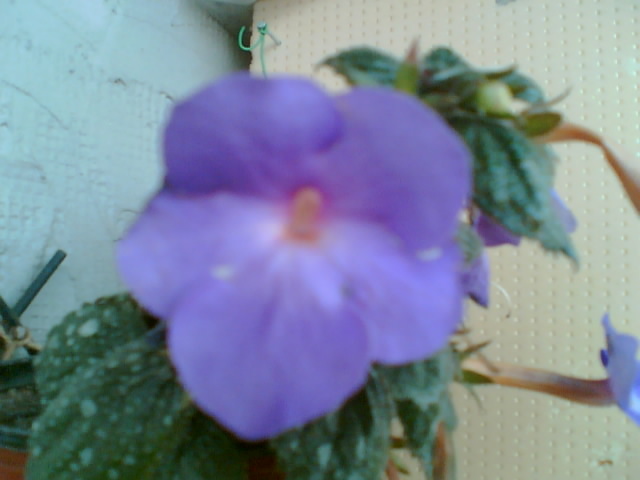 29 iulie 2012-flori 087 - achimenes