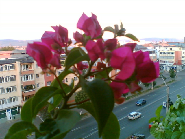 29 iulie 2012-flori 033