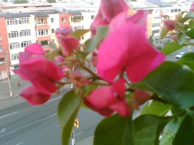 29 iulie 2012-flori 084