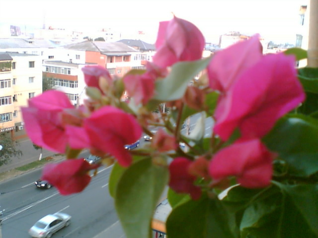 29 iulie 2012-flori 086