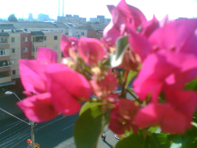 29 iulie 2012-flori 119