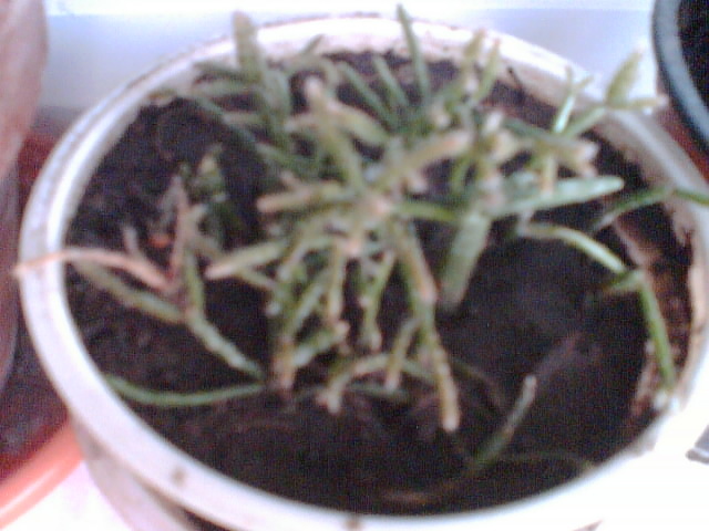 rhipsalis