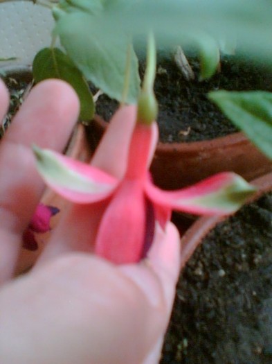 fuchsia rosu cu mov