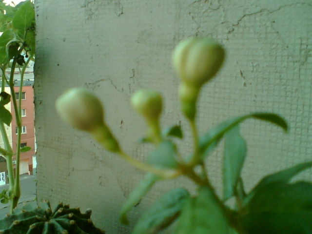 fuchsia mov cu alb