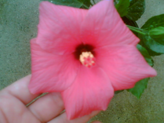 29 iulie 2012-flori 108 - hibiscus