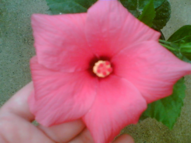 hibi ciclam simplu - hibiscus