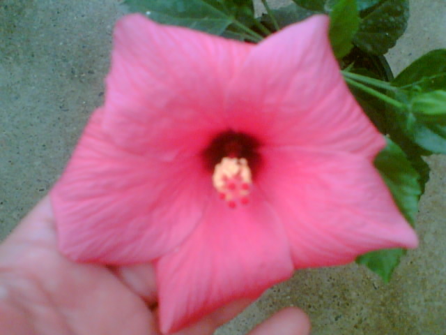 29 iulie 2012-flori 110 - hibiscus