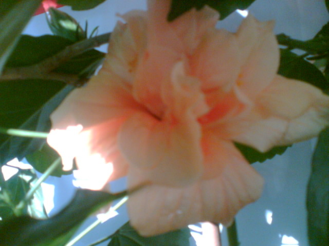 hibi crem batut(practic) - hibiscus