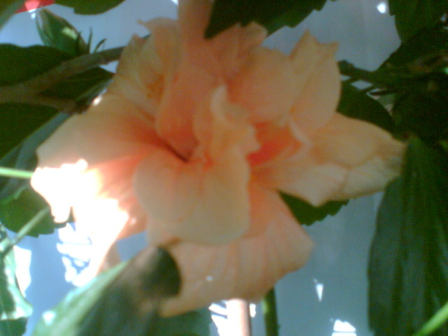 29 iulie 2012-flori 116 - hibiscus