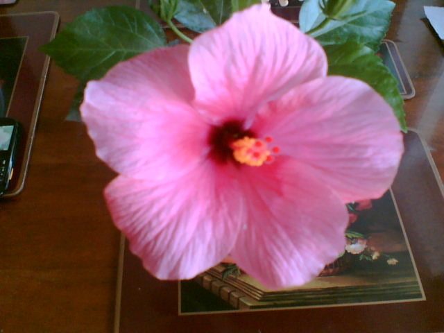 29 iulie 2012-flori 120 - hibiscus
