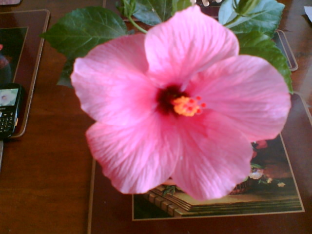hibi ciclam simplu - hibiscus